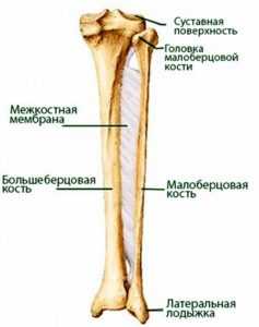 Кости Ноги Название Фото